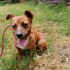 Jacobo