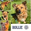 HOLLIE * klein und wendig