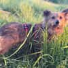 HOLLIE * klein und wendig