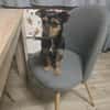🐾 Maya  winzige Terrier-Mix-Hündin