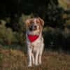 Rey sucht dringend ein neues Zuhause!