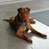 Bazsi, lieber Shar Pei Mischling