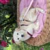 Cloe