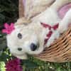 Cloe