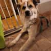 ROMEO - ein Junghund zum Verlieben!