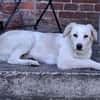 Beto, sensibler Welpe sucht Zuhause