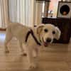 Beto, sensibler Welpe sucht Zuhause