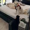 Beto, sensibler Welpe sucht Zuhause