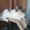 Tiny, lebenslustiger Herzensbrecher, 9M