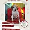 Lola sucht ein Zuhause / Pflegestelle