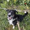 Tucker (ehemals Max) 5J Rohdiant