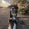 Tucker (ehemals Max) 5J Rohdiant