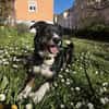 Tucker (ehemals Max) 5J Rohdiant