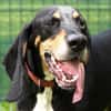 Rex - Schnüffelnase sucht Zuhause