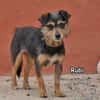 RUBI