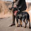 Foxy-Charakterhund sucht klare Führung