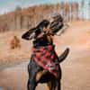Foxy-Charakterhund sucht klare Führung