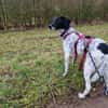 Frankie - wartet in 32683 Barntrup