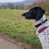 Frankie - wartet in 32683 Barntrup