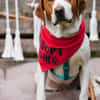 Hugo - sanfter Junghund sucht Zuhause