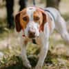 Hugo - sanfter Junghund sucht Zuhause