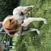 Hugo - sanfter Junghund sucht Zuhause