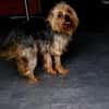 Szuzi, kleines Yorkshire MIx Mädchen