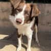 Border Collie Faye wartet in Deutschland