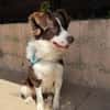 Border Collie Faye wartet in Deutschland
