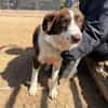 Border Collie Faye wartet in Deutschland