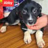 Abby sucht ihr Für-immer-Zuhause