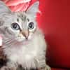 Mabiche