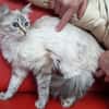 Mabiche