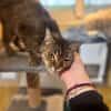 GERALDINE A17405