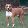 Drago