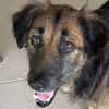 BOBBY, le tendre timide