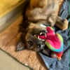 BOBBY, le tendre timide