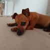Roxy la mamaie coquine