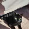Salem