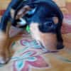 NERA, chiot femelle Berger Créole