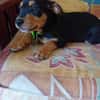 NERA, chiot femelle Berger Créole