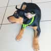 NERA, chiot femelle Berger Créole
