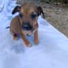 NEYA, CHIOT FEMELLE BERGER CRÉOLE