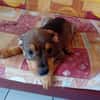 RIVEN, CHIOT MÂLE BERGER CRÉOLE