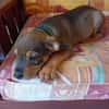 RIVEN, CHIOT MÂLE BERGER CRÉOLE