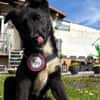 Ajax sucht sein Für-immer-Zuhause 🐾🤍