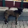 Lilli sucht ein Zuhause / Pflegestelle