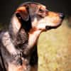 Andi sucht dringend ein neues Zuhause