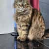 Katze Greta wartet auf ihre Menschen