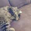Katze Greta wartet auf ihre Menschen